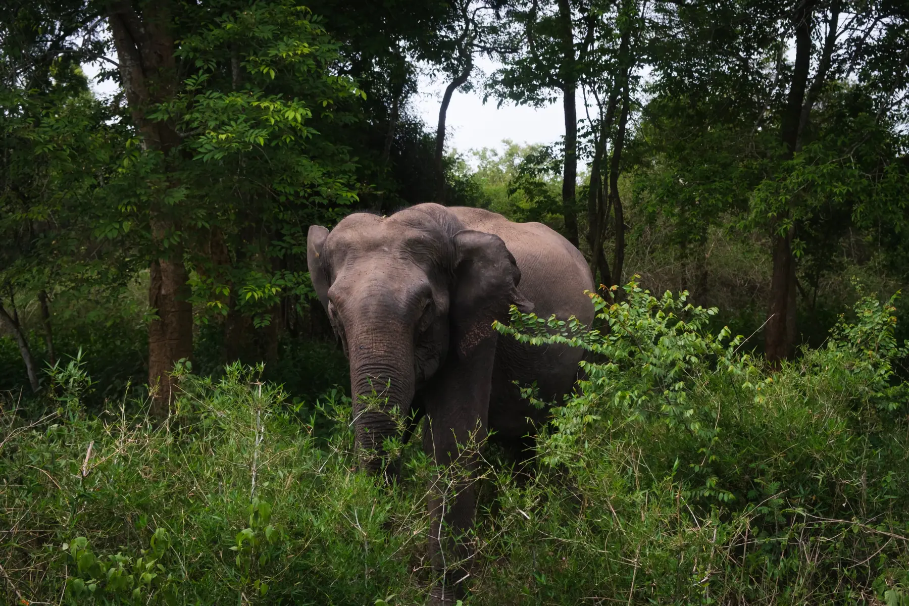 A wild elephant stepping out of the forest