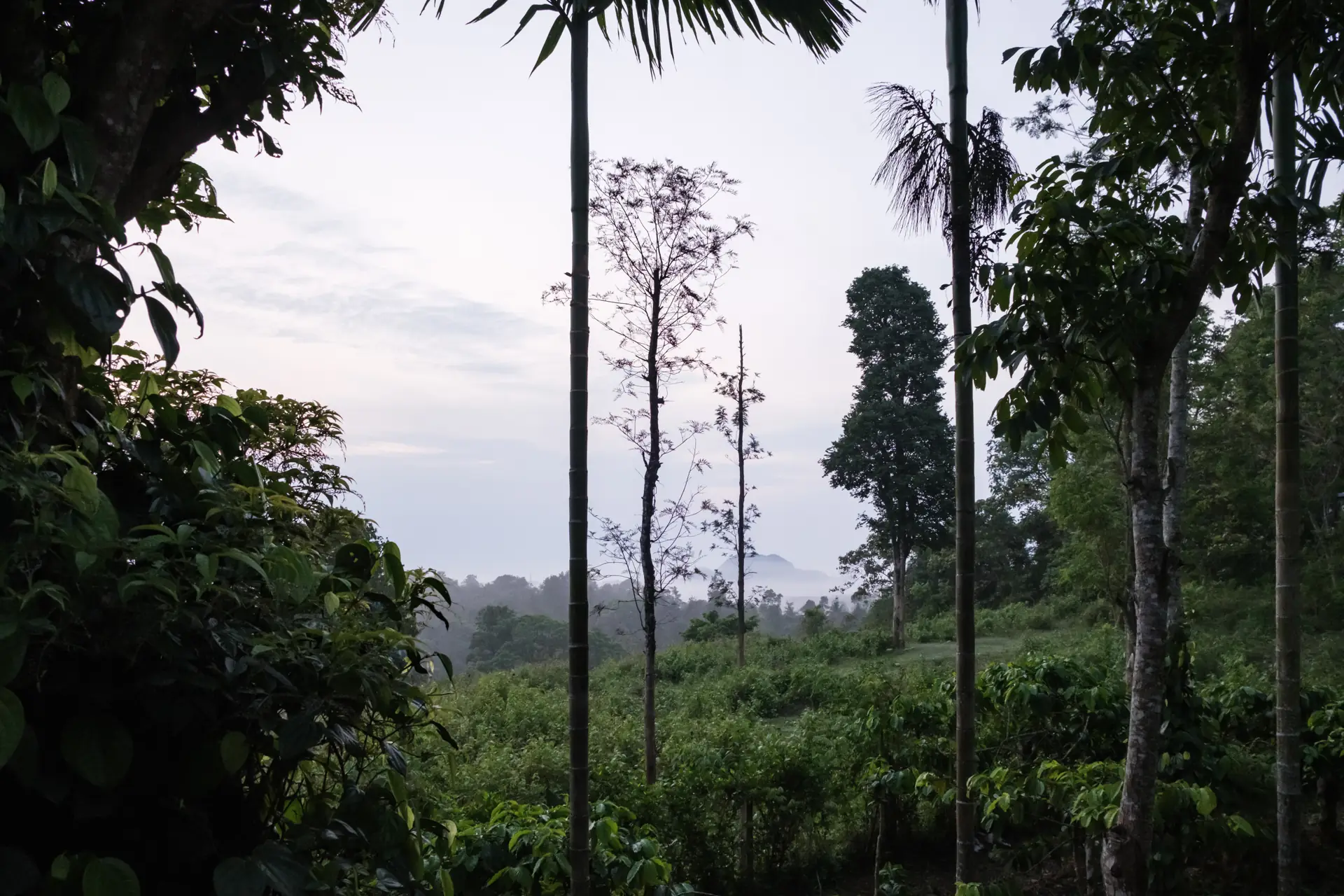 Blue hour over the coffee