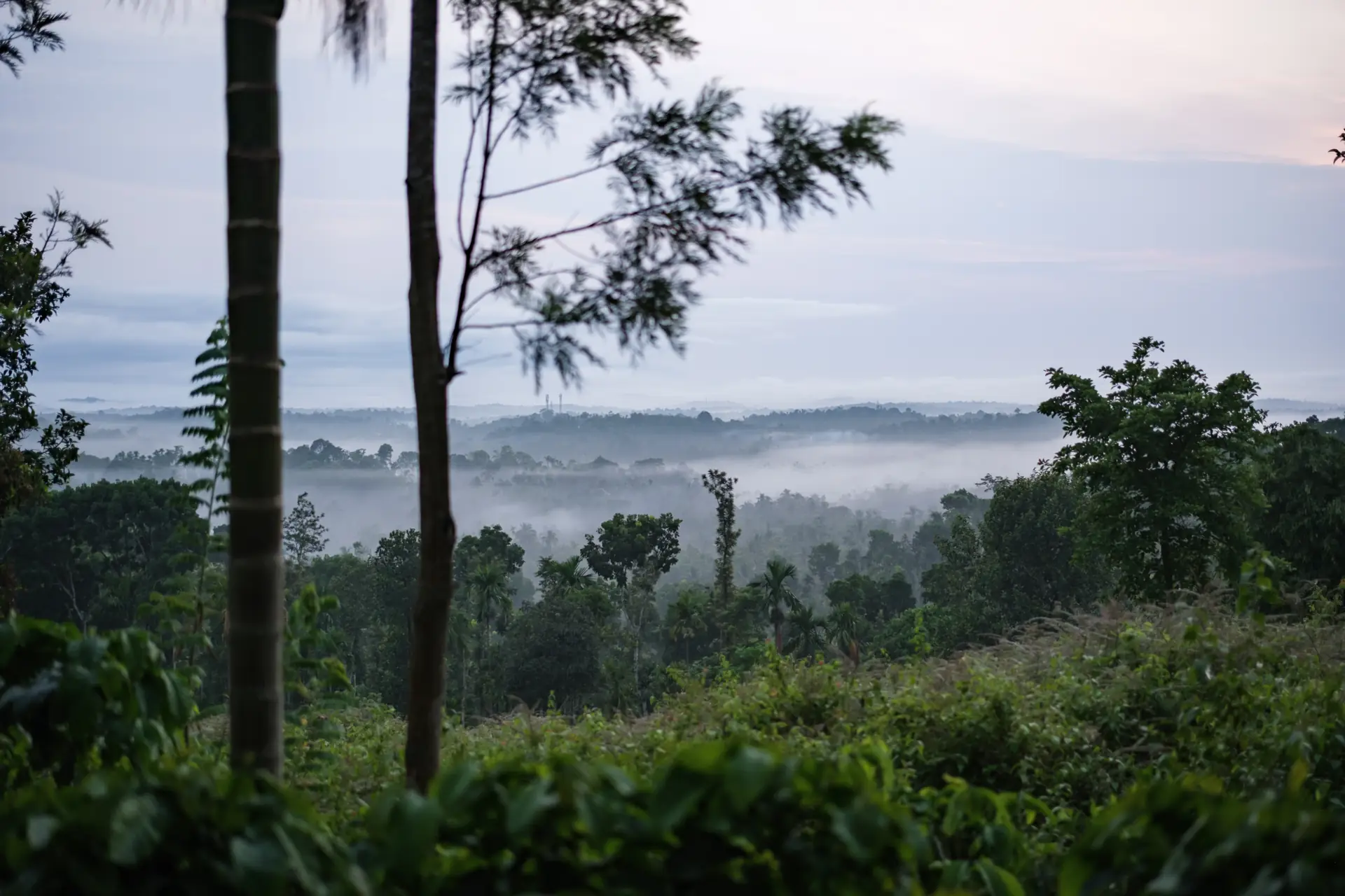 Mist settling in the valley