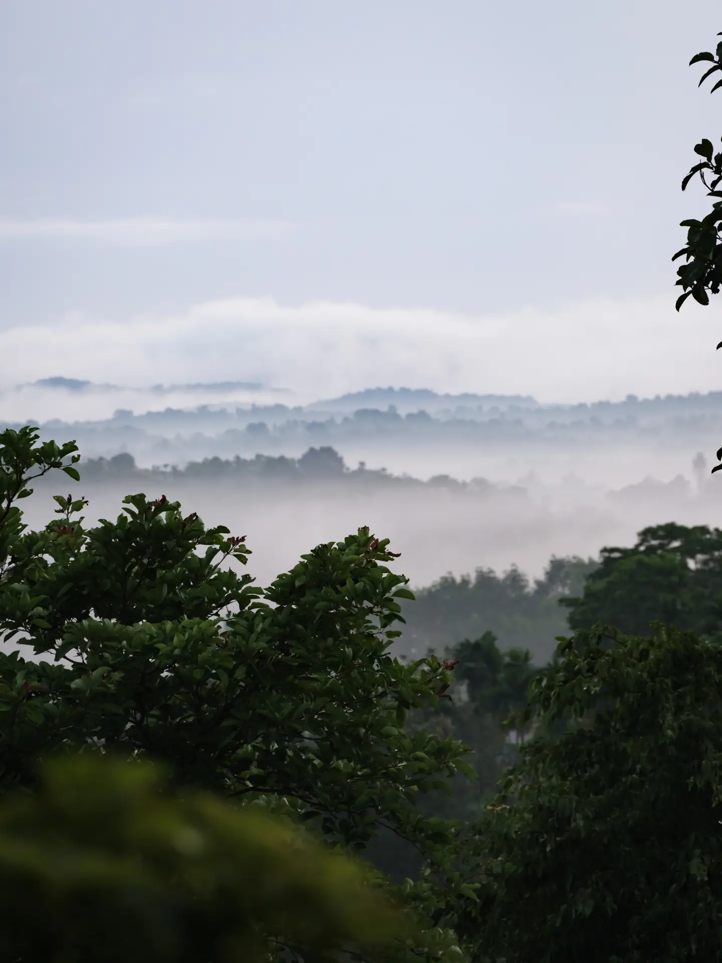 Fog below the canopy