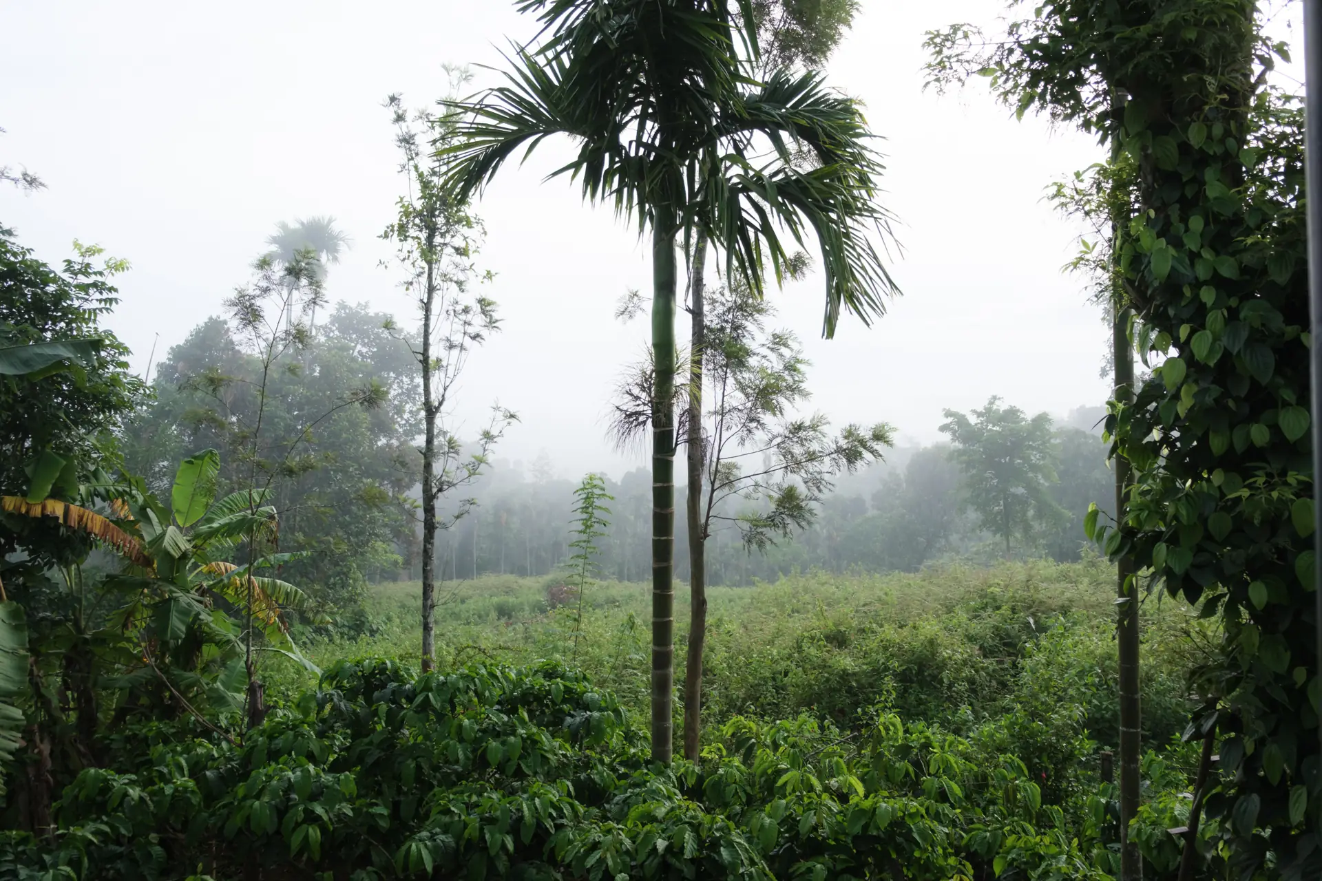 Monsoon morning in the plantation