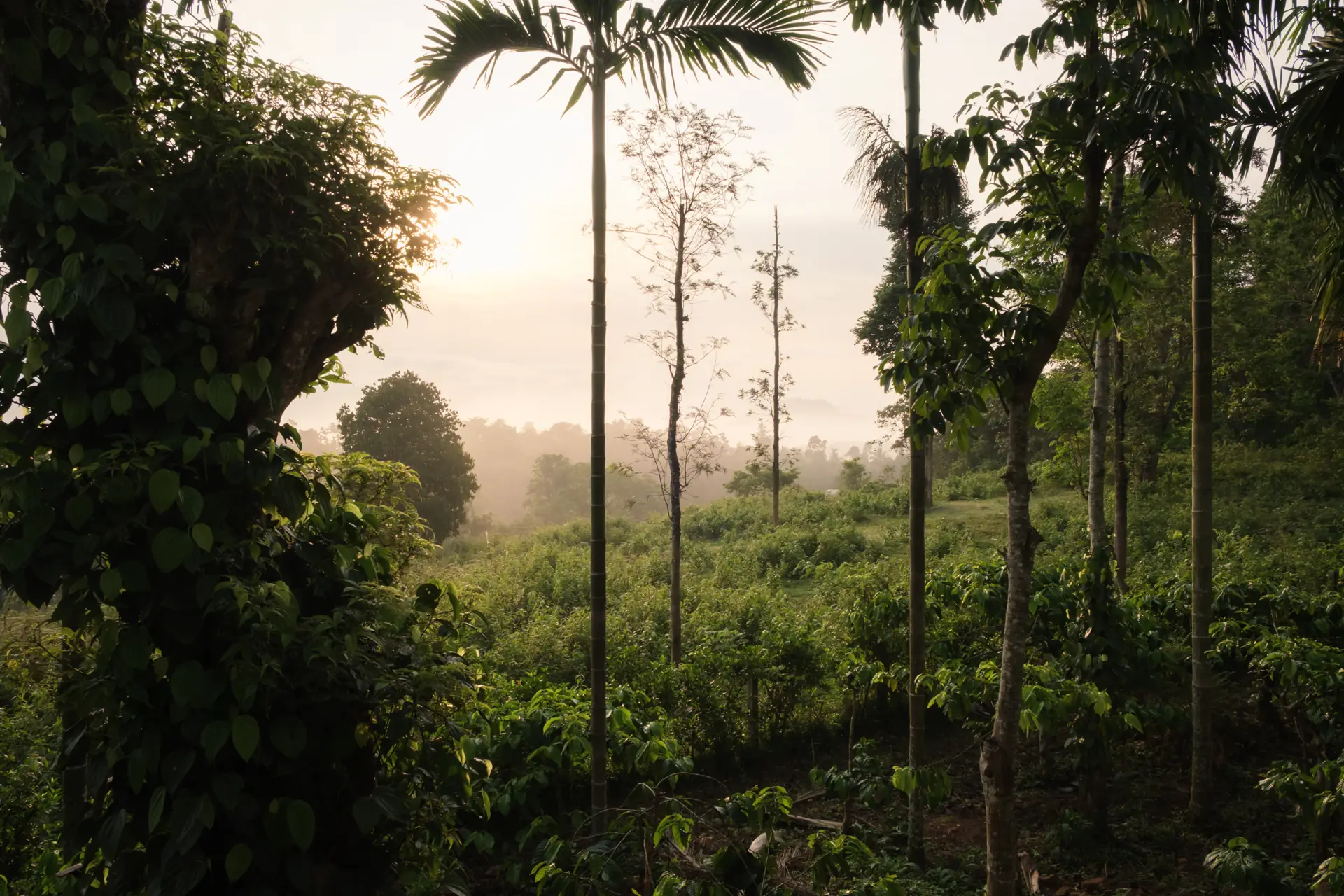 First light through the areca palms