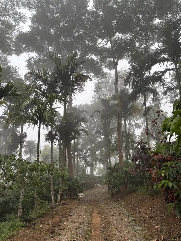 Areca palms and coffee around the hut