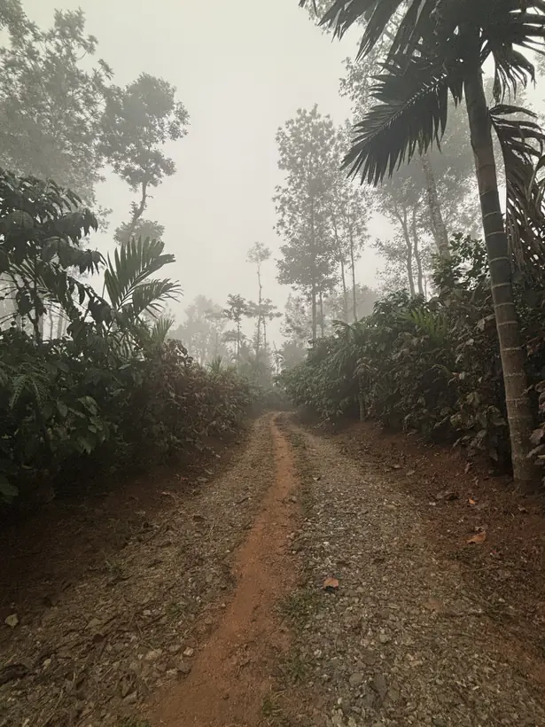 The estate path on a misty morning