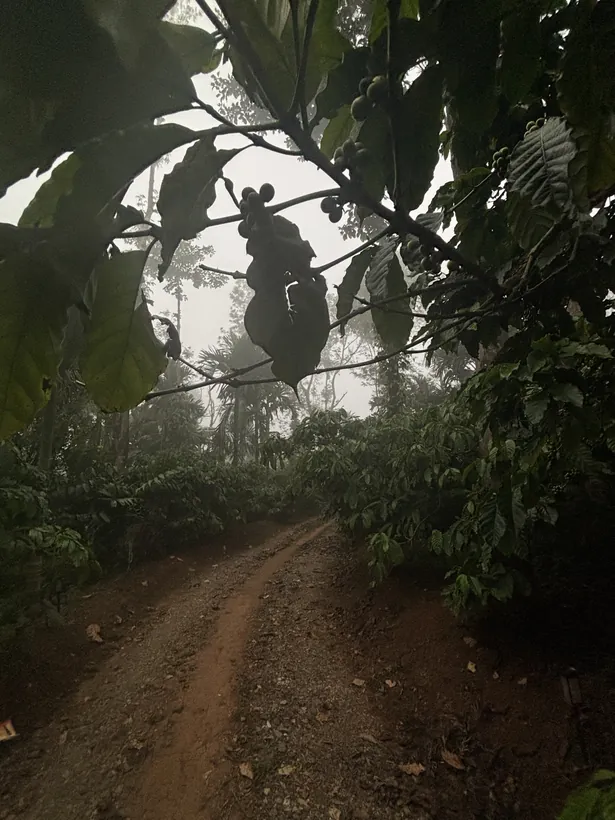 Coffee berries along the path