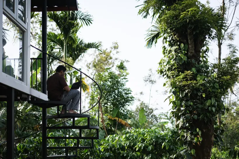 Working from the spiral stairs, beside a pepper-vine tree