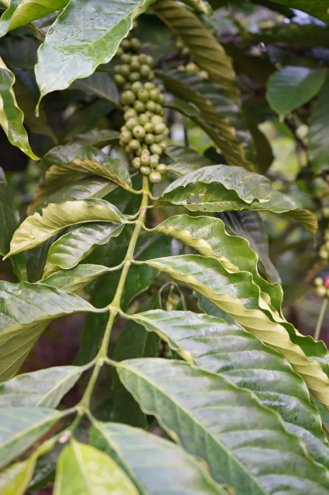 Clusters of green coffee cherries on a branch at Coffee Haven
