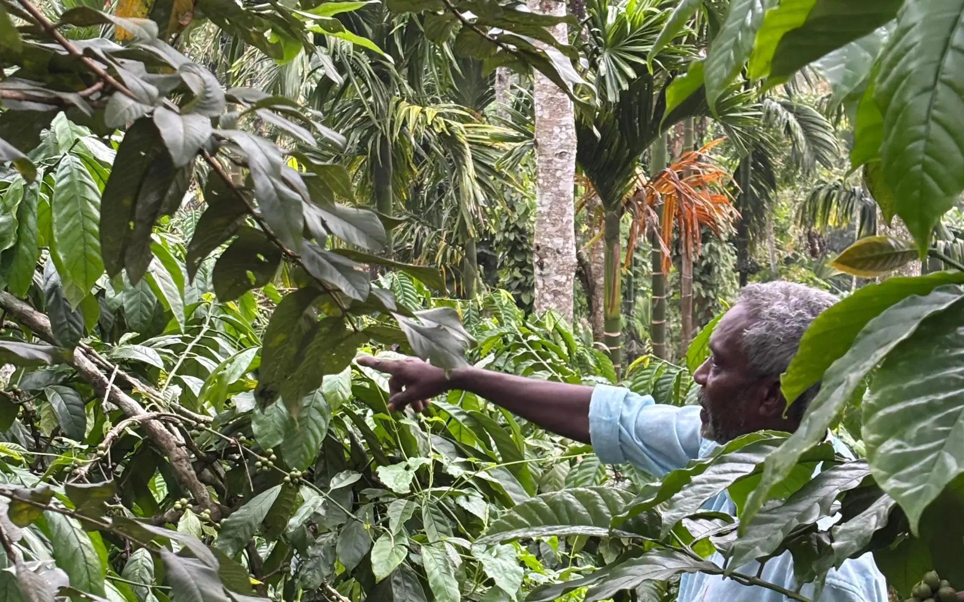 Pointing out clusters of green coffee cherries among the rows at Coffee Haven