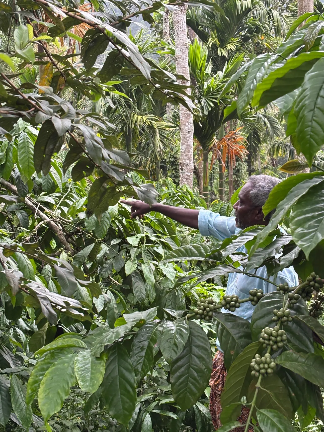 Pointing out clusters of green coffee cherries among the rows at Coffee Haven