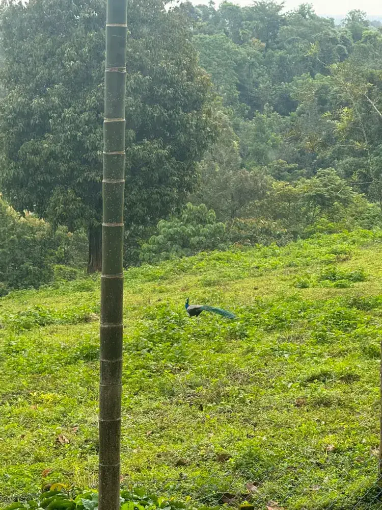 A peacock on the open slope of the estate