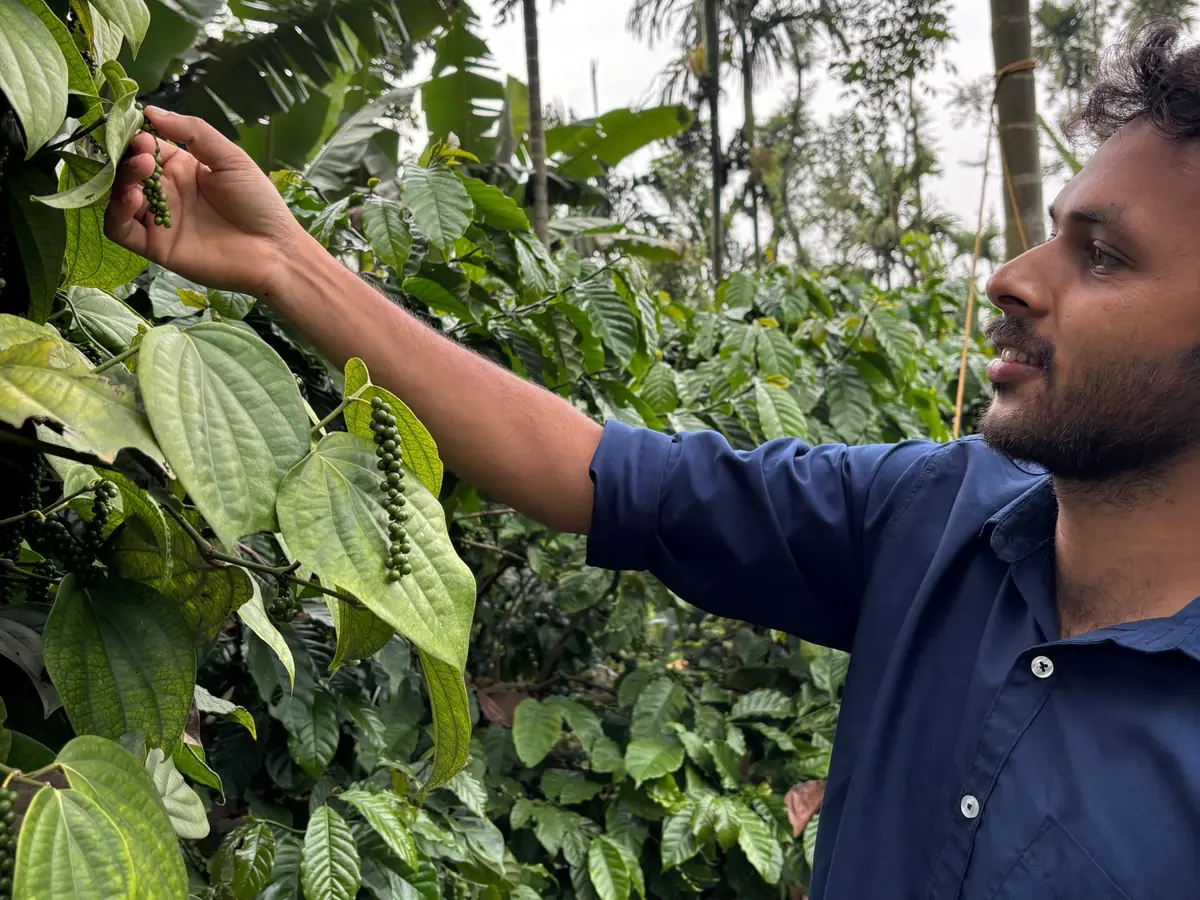 Holding a spike of green pepper on a vine, with coffee bushes behind