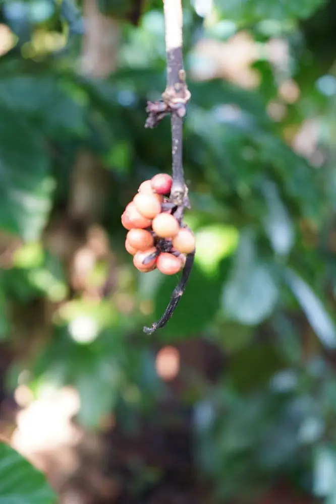 Coffee cherries turning orange and red on the estate