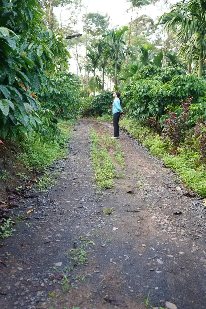 A guest walking the estate track between coffee bushes and areca palms